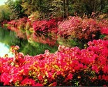 Lot of 8 Mobile Alabama AL Bellingrath Gardens UNP Chrome Postcards G16 - $12.23