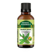 Basket plant Tincture - for immunity, callisia fragrans, 50 ml - $22.15