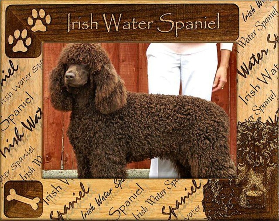 Irish Water Spaniel Laser Engraved Wood Picture Frame (5 x 7) - $31.57