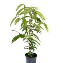 Live Fruit Tree 1’-2’ Wax Apple / Jambu (Syzygium Samarangense) - £60.07 GBP