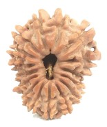 16 Mukhi Rudraksha / Sixteen Face Rudraksh - Nepal - 22.32 mm - IGL Cert... - $17,291.50 MXN
