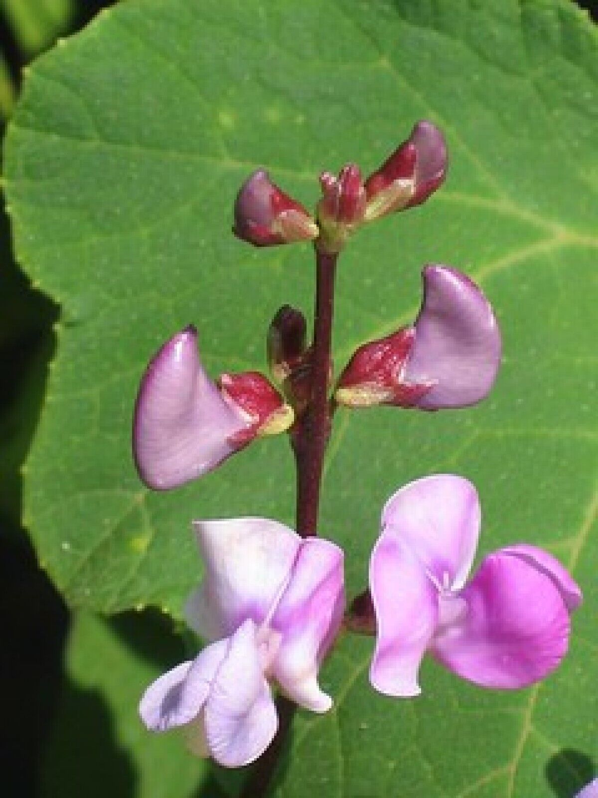 25 Wild Pea Vine Organic Dolichos biflorus seeds - $9.38