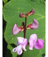 25 Wild Pea Vine Organic Dolichos biflorus seeds - $9.38
