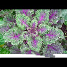 HGBO 300 Seeds Red Rusian Kale Seeds Heirloom From US - £6.73 GBP