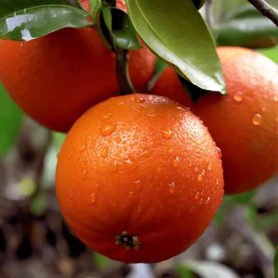 Dwarf Moro Blood Orange Tree 26-30&quot; Tall Citrus Plant Gal. Grafted - £43.79 GBP