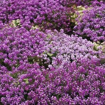 New Fresh USA Seller 500 Alyssum Royal Carpet Flower Seeds - £11.45 GBP