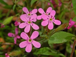 35 Saponaria Rose Soapwort Flower Seeds Selfseeding Annual Deer Resistan... - $8.35