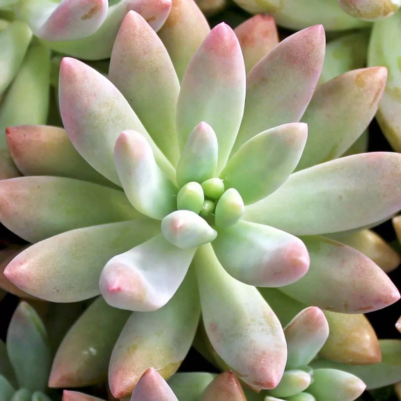 5 Cuttings Graptosedum Darley Sunshine Graptosedum Live Plant Not Rooted - £17.26 GBP