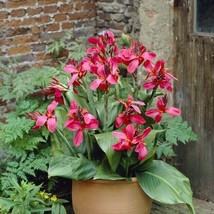 Canna Lily Pink and Roses Dwarf One #1 Size Rhizome Bulbs - $9.90