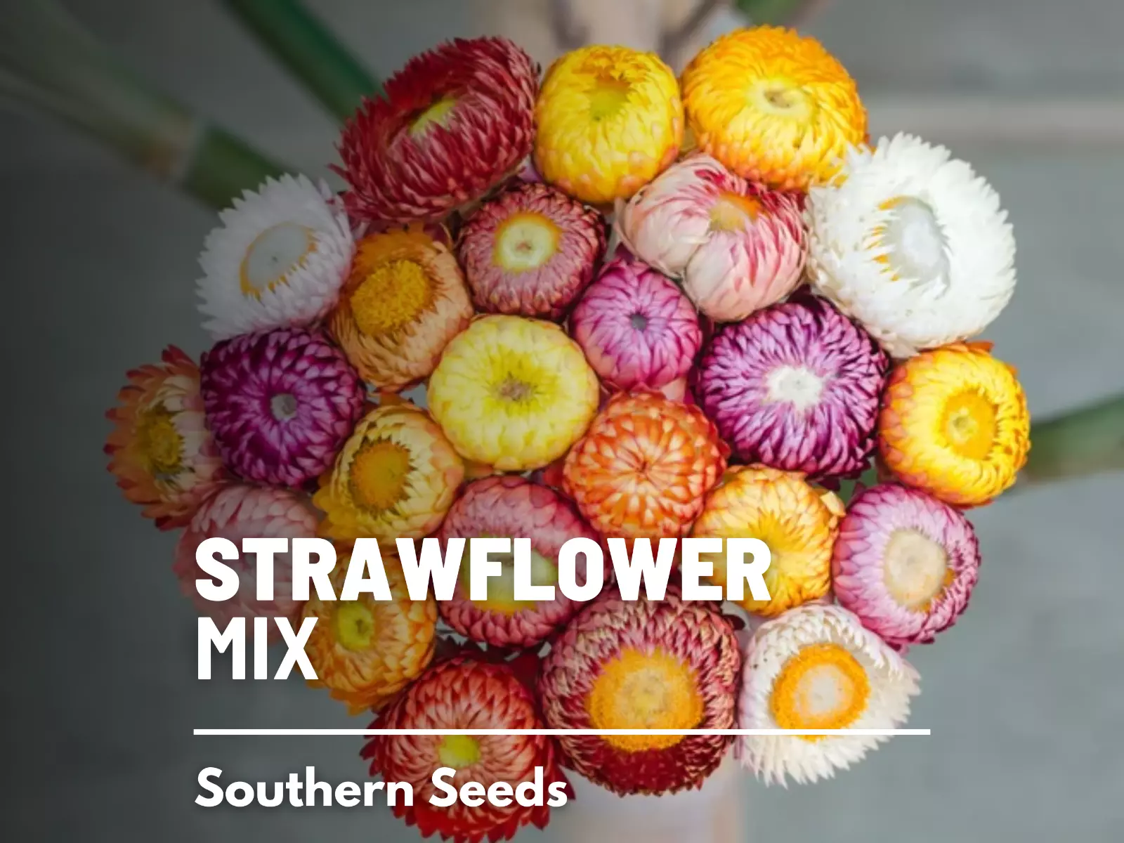 Strawflower Mix - 200 Seeds - Easy to Grow - Non GMO (Helichrysum bracte... - $10.37