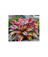 Sow Right Seeds Hosta Plant Seeds Perennial Flowers Tree Seeds 150pcs - $9.50