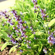 201 Culinary Broadleaf Sage Seeds Garden Container Flowering Native Herb  - £9.40 GBP