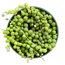 4&#39;&#39; Planter Live Fresh String of Pearls (Senecio Rowleyanus), Fully Rooted - £25.29 GBP