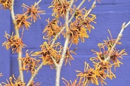 New Fresh Seeds 10 Swallow Hayes Witch Hazel Seeds Hamamelis X Intermedi... - $15.90