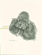 #156 BLACK POODLE portrait dog art print * Pen and ink drawing by Jan Je... - $12.50