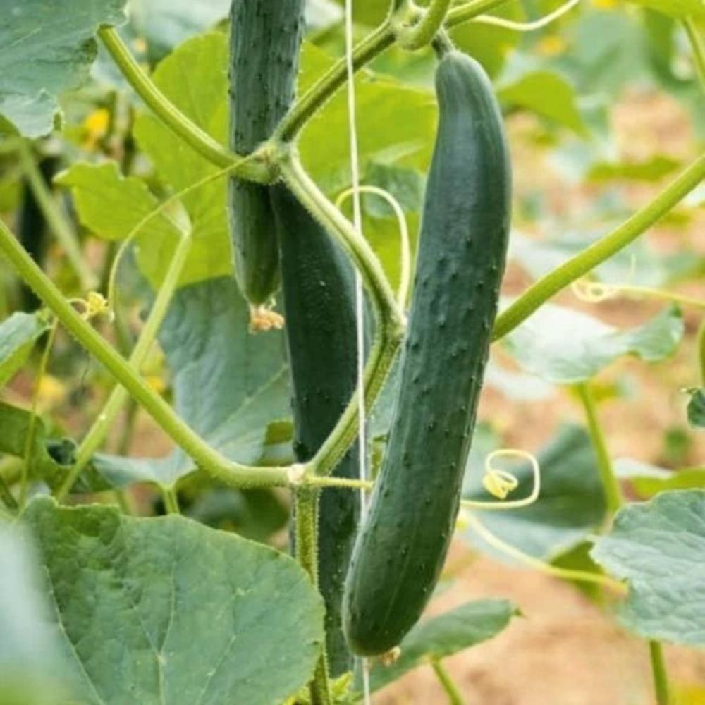 25+ Arola Cucumber Seeds | Hybrid Variety, Crisp &amp; High Yield - $16.50