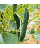 25+ Arola Cucumber Seeds | Hybrid Variety, Crisp &amp; High Yield - €14,28 EUR