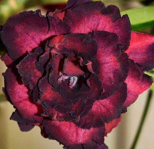 Adenium obesum Black Bird
