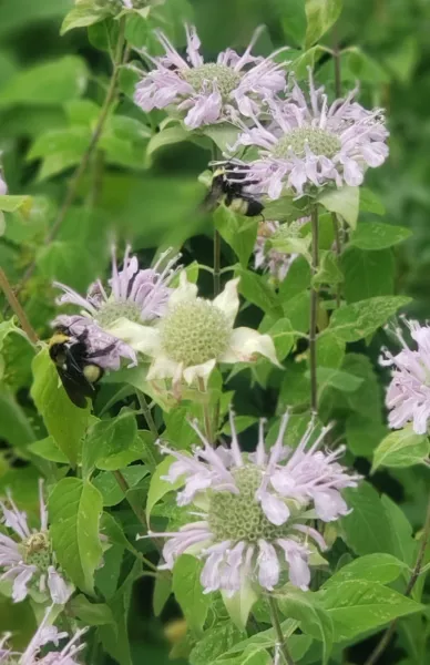 Bee Balm Wild Bergamot Purple Perennial Pollinator Flowers 50 Seeds Pack... - $59.27 MXN