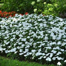 Flowers 50 Impatiens Seeds Beacon White Walleriana Flower Seeds Gardening USA Sh - $14.09