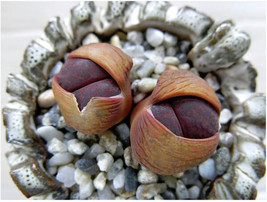 HOT SEEDS Lithops lesliei Fred`s Redhead, living stone rock stone cactus... - $13.00