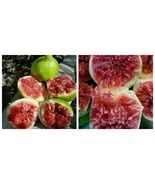 5 Verdone Strawberry Fig Stem Cuttings Green Outside Red Inside Sweet US... - $61.99