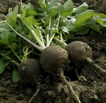 Black Spanish Round Radish Raphanus Niger Winter Vegetable Daikon Gardening USA  - $8.96