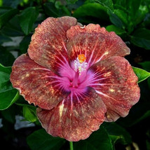 25 Red &amp; Pink Hibiscus Flower Seeds Plants Garden Planting - £10.76 GBP