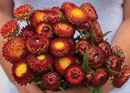 KKG 100 Seeds Strawflower Copper Red Seeds Fresh Garden - $7.89