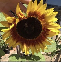 Procut Plum Sunflower 15 seeds+2 For 1 Special+Huge Flower+Return Customer Bonus - £3.92 GBP