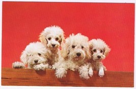 Postcard Animals Dogs Poodle Puppies - £2.27 GBP