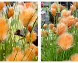 50 Seeds Orange Cotton grass/Eriophorum russeolum Garden - $34.93