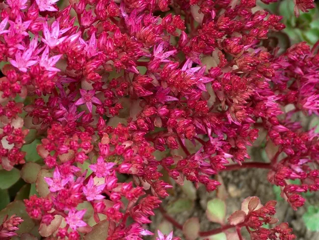 Dragon&#39;s Blood plant - 250 seeds - Sedum spurium coccineum - Carpet forming - £9.36 GBP