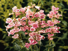 50 Penstemon Seeds Flagstaff Rose Flower Seeds Fresh Seeds Gardening USA - £15.97 GBP