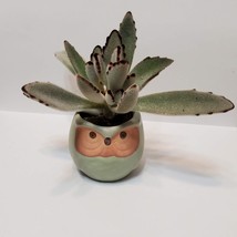 Owl Planter with Succulent, Panda Plant, Kalanchoe Tomentosa, Bird Plant Pot