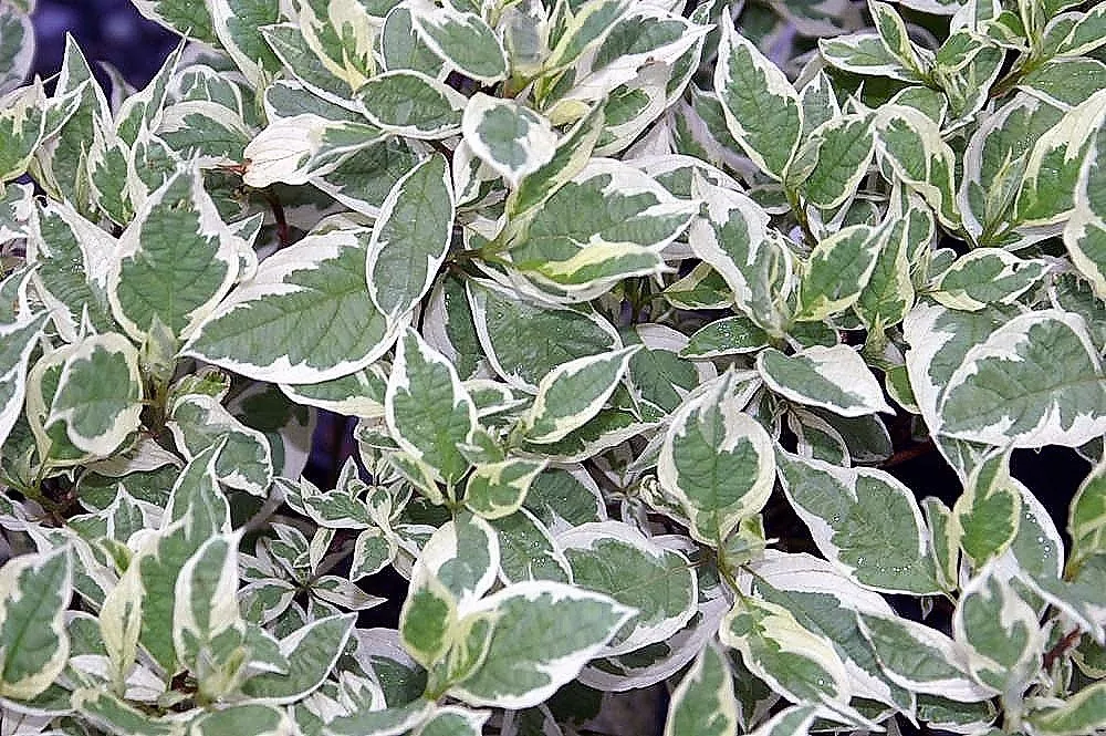 25 FIRE &amp; ICE DOGWOOD Cornus Alba Shrub Tree Red Bark White Berry &amp; Flow... - $10.11