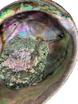 Giant Natural Abalone Shell Rainbow 7’’ - $24.50