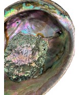 Giant Natural Abalone Shell Rainbow 7’’ - $450.86 MXN
