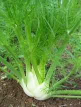 Florence Fennel Seeds 250+ Vegetable Salad Garden Non-Gmo From US - £6.92 GBP