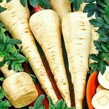 White Gem Parsnip Carrot Vegetables, 100 seeds  - $10.29