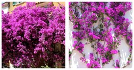 2 Purple Bougainvillea Vine Starter Plant Garden - $55.90