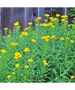 Mexican Tarragon Mexican Marigold Pericon Sweet Mace Herb Of Gods And Em... - $25.75 CAD