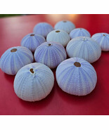 2" PURPLE SEA URCHIN SEASHELL Special Order - $3.15
