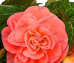 50 pcs Camellia Flores Seeds - Bright Orange Color FROM GARDEN - £7.02 GBP