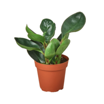 Peperomia Red Edge-4&quot; Pot - $32.49