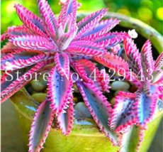 Purple Bromeliad Tillandsia Bulbosa Air Plant Very Ing Lazy Plants Bonsai 50 See - £8.75 GBP