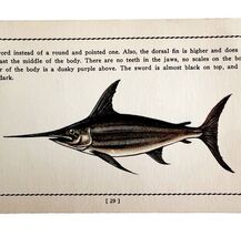 Swordfish 1939 Salt Water Fish Gordon Ertz Color Plate Print Antique PCBG19 - $42.03 CAD