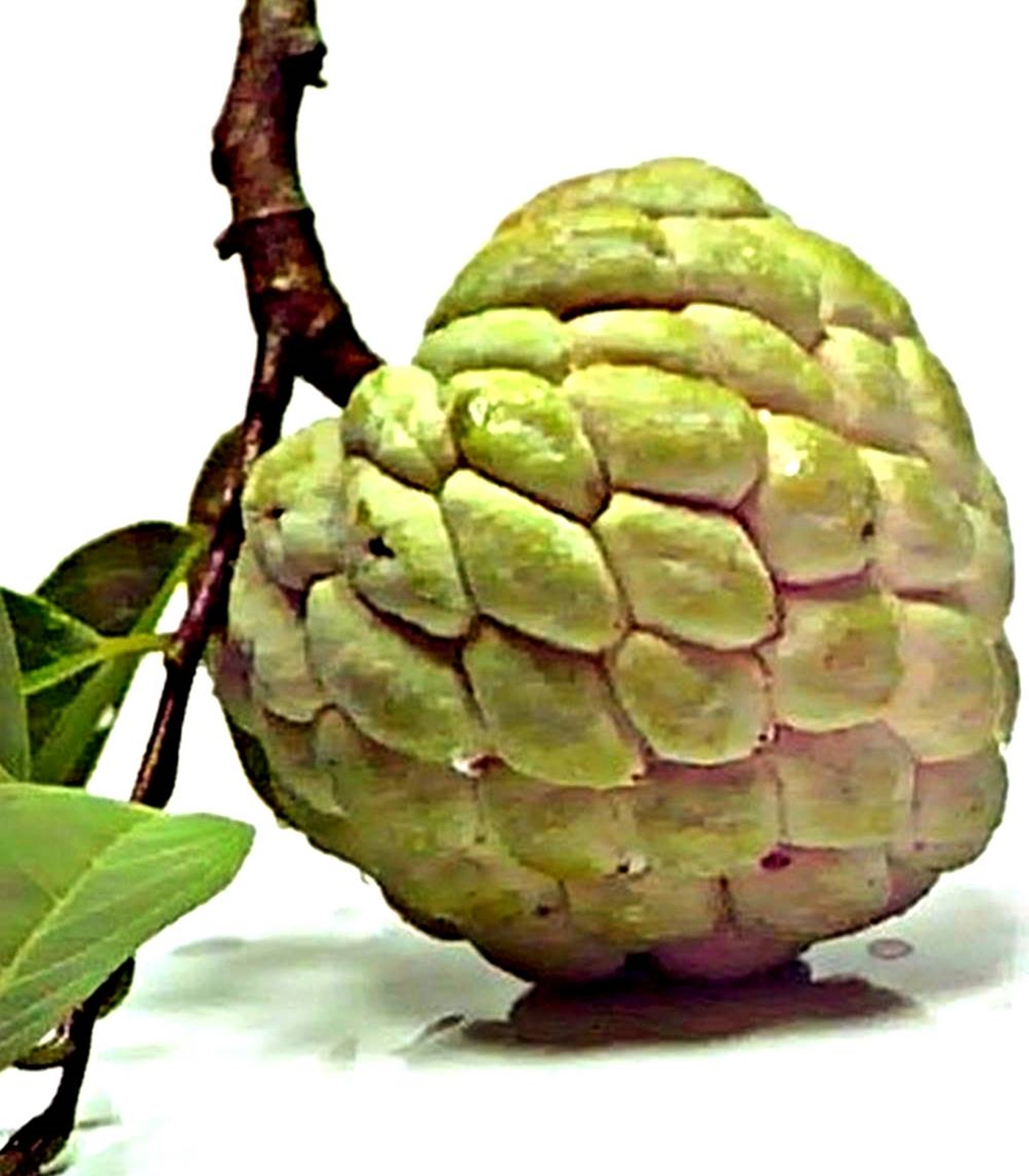 Green Sugar Apple Annona squamosa Annonaceae 100 Seeds ThailandMrk ...