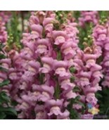 Fresh 1000 Opus Lavender Snapdragon Seeds for Garden - €9,41 EUR