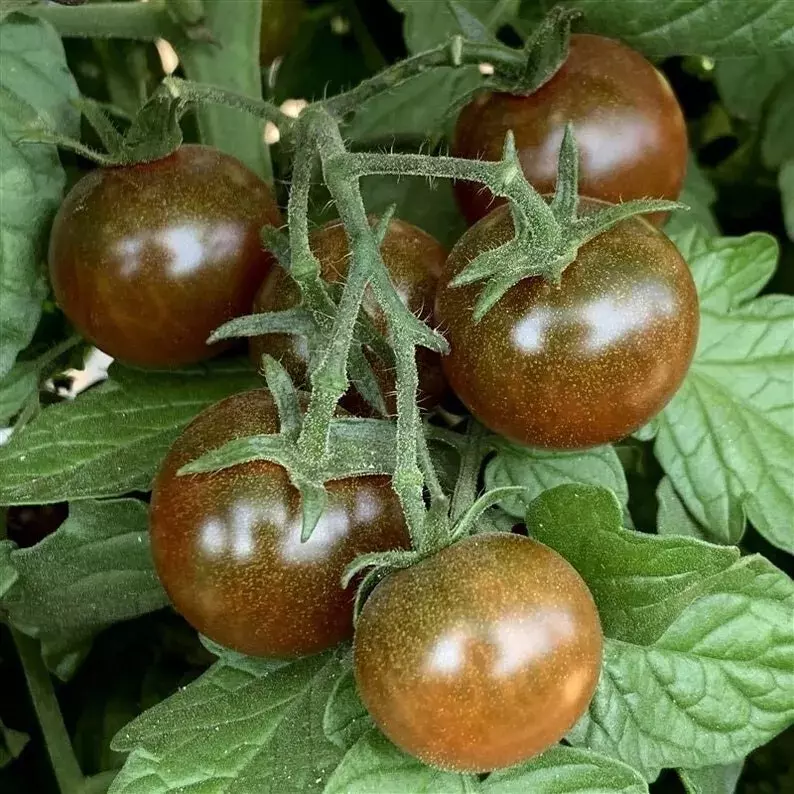 AW 30 Seeds Brown Berry Tomato Heirloom Organic Easy To Grow - $9.40